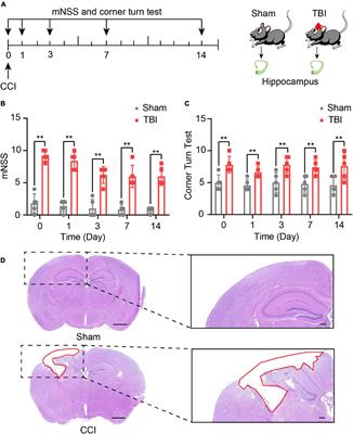 The Involvement of Long Non-coding RNA and Messenger RNA Based Molecular Networks and Pathways in the Subacute Phase of Traumatic Brain Injury in Adult Mice